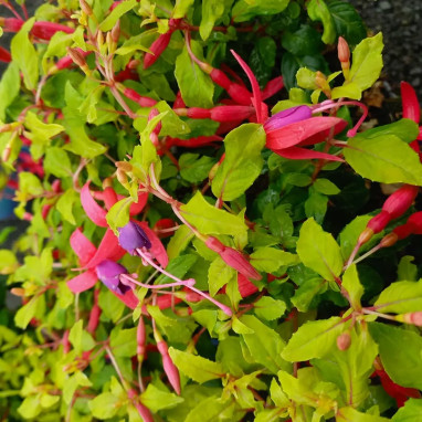 Fuchsia 'Genii' - Fuchsia | Achat direct au producteur