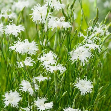 Dianthus arenarius - Œillet des sables | Achat direct au producteur