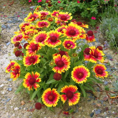 Gaillardia 'Kobold' - Gaillardia | Achat direct au producteur