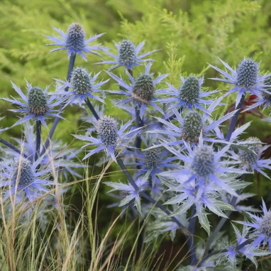 Eryngium planum 'Blue Hobbit' - Eryngium | Achat direct au producteur