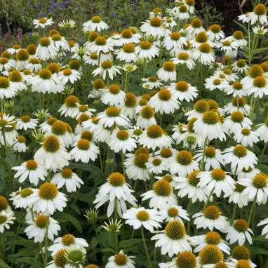 Echinacea purpurea 'Powwow White' | Achat direct au producteur