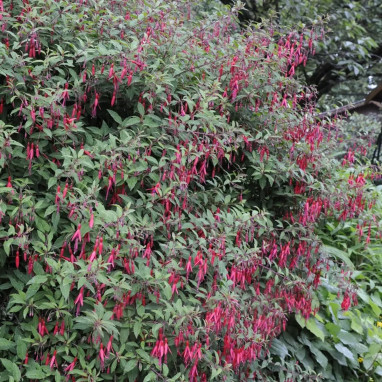 Fuchsia magellanica 'Riccartonii' - Fuchsia | Achat producteur