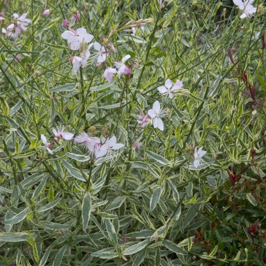 Gaura lindheimeri 'Corrie's Gold' - Gaura | Achat direct au producteur