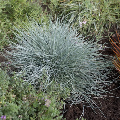 Festuca glauca 'Blue Select' - Fétuque bleue | Achat producteur