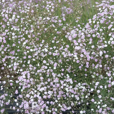 Gypsophila 'Rosenschleier' - Gypsophila | Achat direct au producteur