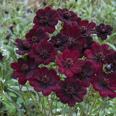 Cosmos Chocamocha'® - Cosmos atrosanguineus | Achat producteur