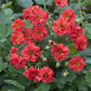 Geum 'Blazing Sunset' - Geum | Achat direct au producteur