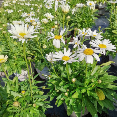 Leucanthemum superbum 'Dwarf Snow Lady' | Achat direct au producteur