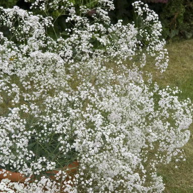 Gypsophila paniculata 'Bristol Fairy' - Gypsophila | Achat producteur