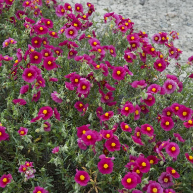 Helianthemum 'Hartswood Ruby' - Hélianthème | Achat producteur