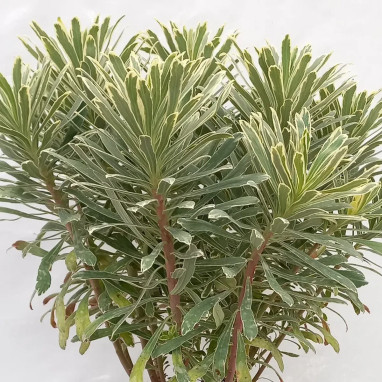 Euphorbia characias 'Glacier Blue' - Euphorbia | Achat producteur