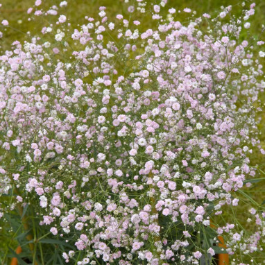 Gypsophila paniculata 'Flamingo' - Gypsophila | Achat producteur