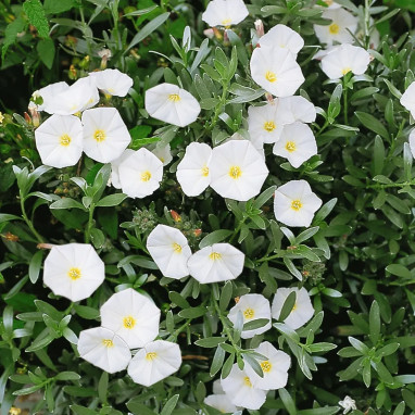 Convolvulus cneorum - Convolvulus | Achat direct au producteur