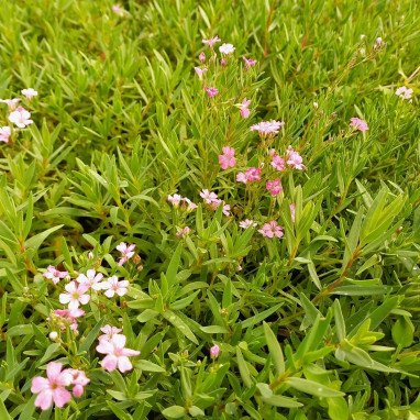 Gypsophila repens 'Filou Rose' - Gypsophila | Achat direct producteur