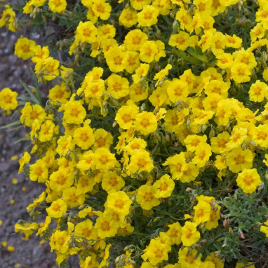 Helianthemum 'Ben Fhada' - Hélianthème | Achat direct au producteur