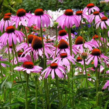 Echinacea purpurea 'Little Magnus' - Echinacea | Achat producteur
