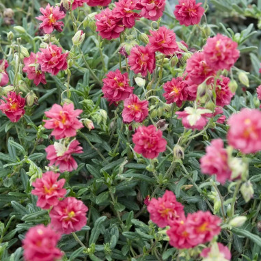 Helianthemum 'Cerise Queen' | Achat direct au producteur