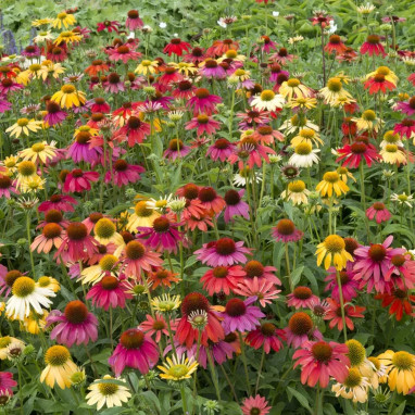 Echinacea purpurea 'Cheyenne Spirit' - Echinacea | Achat producteur