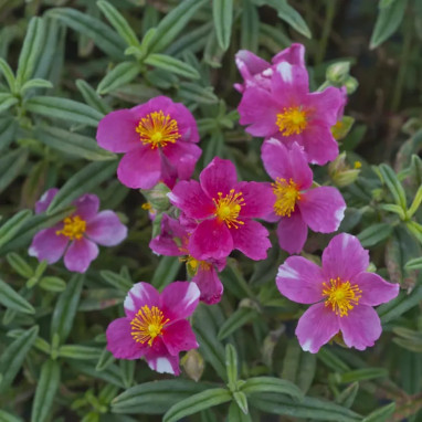 Helianthemum 'Raspberry Ripple' | Achat direct au producteur