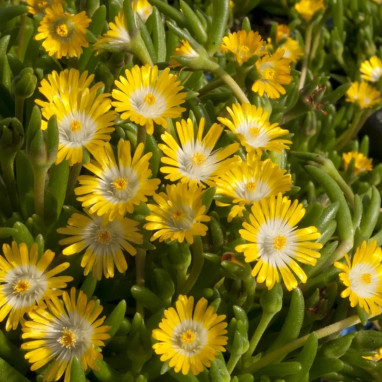 Delosperma 'JEWEL OF DESERT Peridott' - Delosperma | Achat producteur