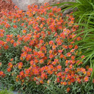 Helianthemum 'Fire Dragon' - Hélianthème | Achat direct au producteur