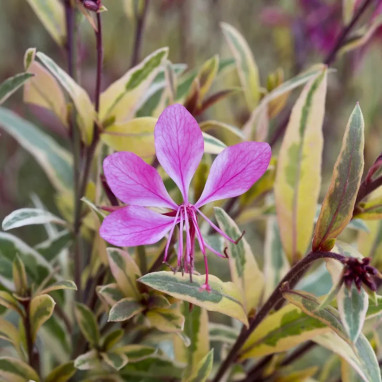 Gaura lindheimeri Pink Panache ® - Gaura | Achat direct au producteur