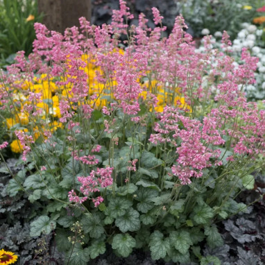 Heuchera 'Petite Pink Bouquet' - Heuchera | Achat producteur