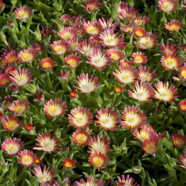 Delosperma 'JEWEL OF DESERT Garnet' | Achat direct au producteur