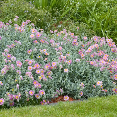 Helianthemum 'Rhodanthe Carneum' | Achat direct au producteur