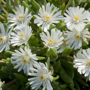 Delosperma 'JEWEL OF DESERT Moon Stone' | Achat direct au producteur