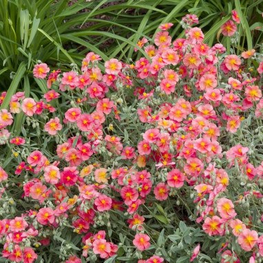 Helianthemum 'Ben Hope' - Helianthemum | Achat direct au producteur