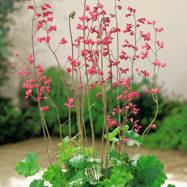 Heuchera sanguinea 'Firefly' - Heuchera | Achat direct au producteur