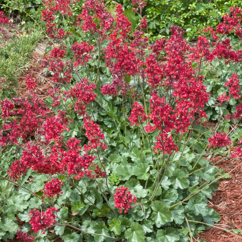 Heuchera sanguinea 'Firefly' - Heuchera | Achat direct au producteur