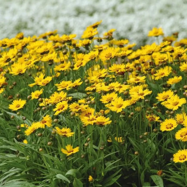 Coreopsis grandiflora 'Sunfire' - Coreopsis | Achat direct au producteur