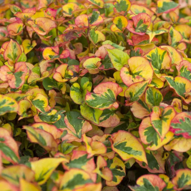 Houttuynia cordata 'Chameleon' - Houttuynia | Achat producteur