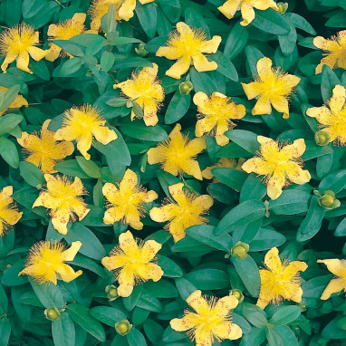 Hypericum calycinum - Millepertuis arbustif | Achat producteur