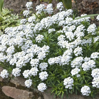Iberis sempervirens 'Compact' - Iberis | Achat direct au producteur