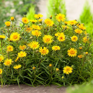 Inula ensifolia 'Compacta' - Inula | Achat direct au producteur