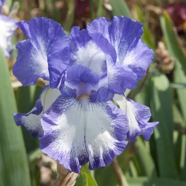 Iris germanica 'Stepping Out' - Iris | Achat direct au producteur