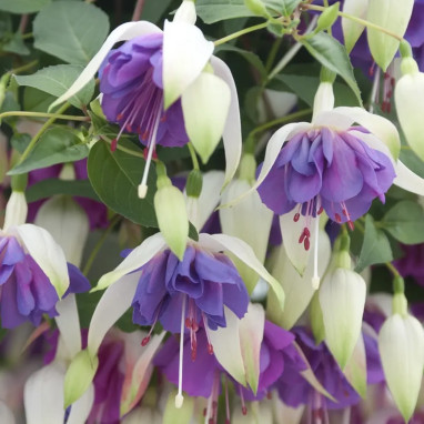 Fuchsia 'Blue Sarah' - Fuchsia | Achat direct au producteur