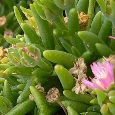 Delosperma 'JEWEL OF DESERT Rosequartz' - Delosperma | Achat producteur
