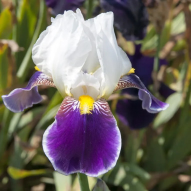 Iris barbu 'Wabash' - Iris germanica | Achat direct au producteur