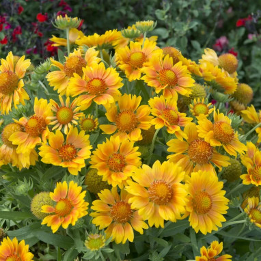 Gaillardia 'Mesa Peach' - Gaillardia | Achat direct au producteur