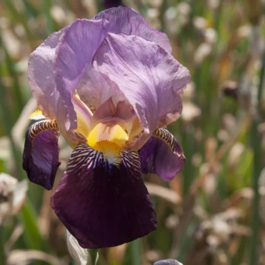 Iris germanica 'Indian Chief' - Iris | Achat direct au producteur