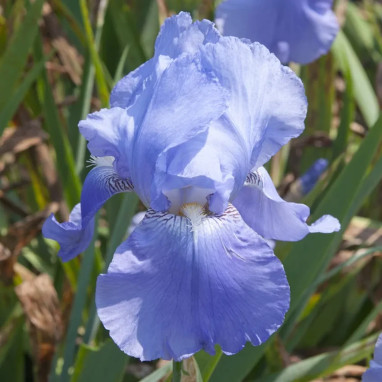 Iris des jardins 'Crystal Blue' - Iris germanica | Achat producteur