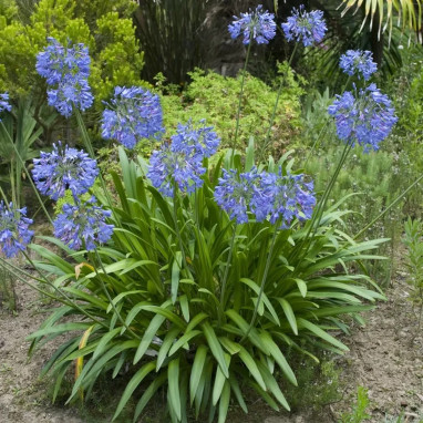 Agapanthe 'Blue Umbrella' - Agapanthus | Achat direct au producteur