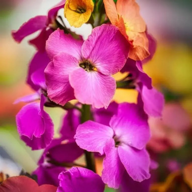 Erysimum 'Constant Cheer' - Giroflée vivace | Achat direct producteur