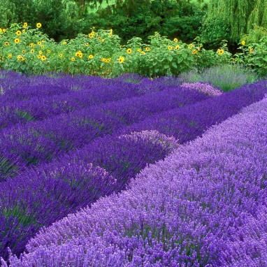 Lavande 'Grosso' - Lavandula | Achat direct au producteur