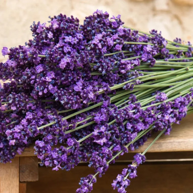 Lavandula angustifolia 'Munstead' - Lavandula | Achat producteur