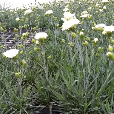 Dianthus 'Scent First Memories' - Oeillet | Achat direct au producteur